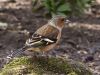CHAFFINCH(Male) III by Fonzy -