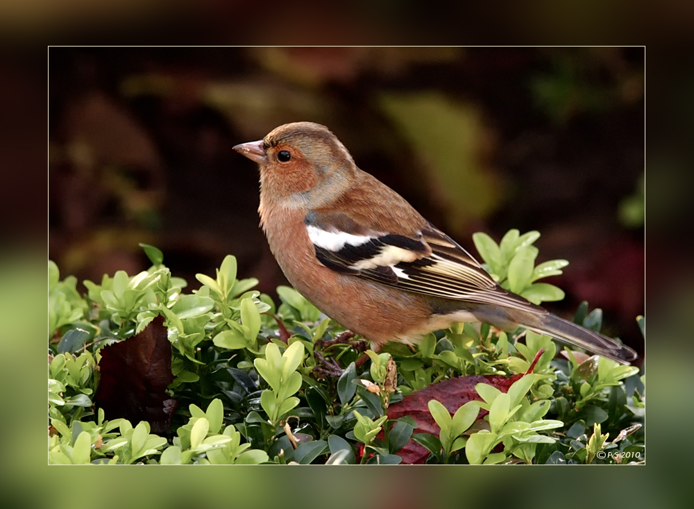 CHAFFINCH (7)