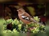 CHAFFINCH (7) by Fonzy -