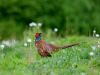Male Pheasant by Fonzy -