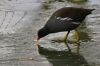 MOORHEN on ICE by Fonzy -