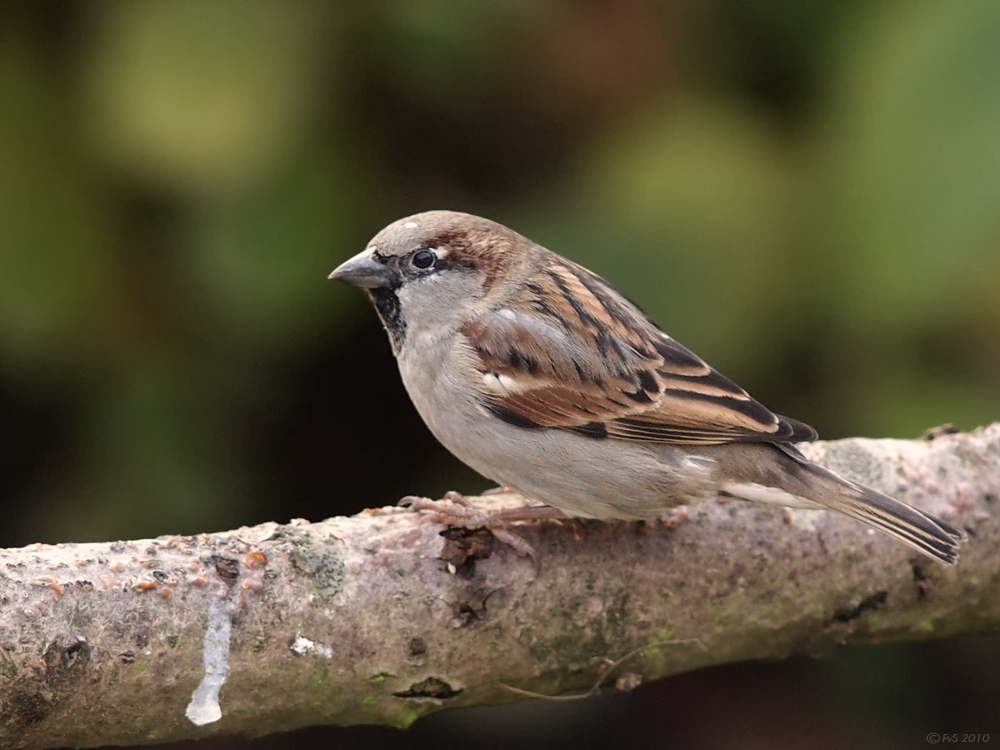 Sparrow (2)