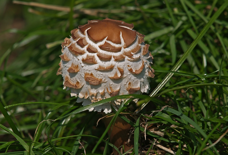 Mushroom(Macrolepiota rachodes var. bohemica )