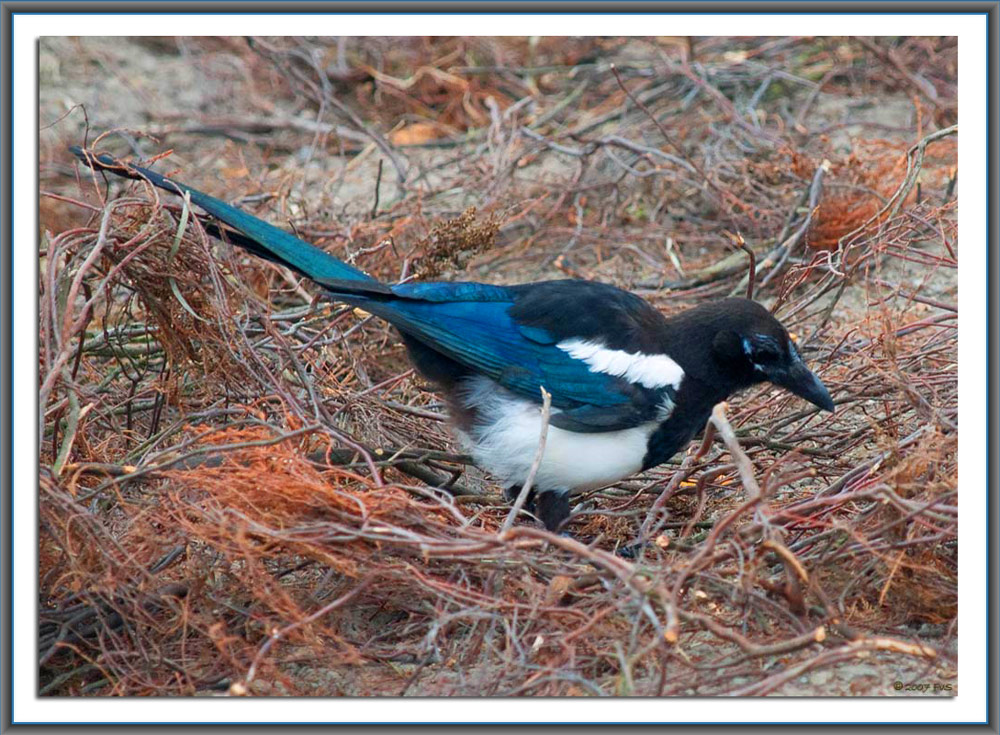 Magpie