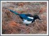 Magpie by Fonzy -