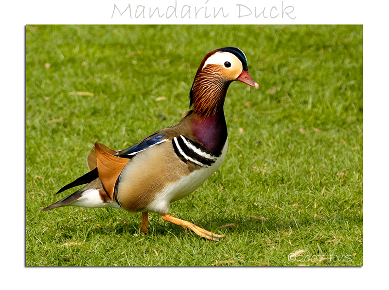 Mandarin Duck (2)
