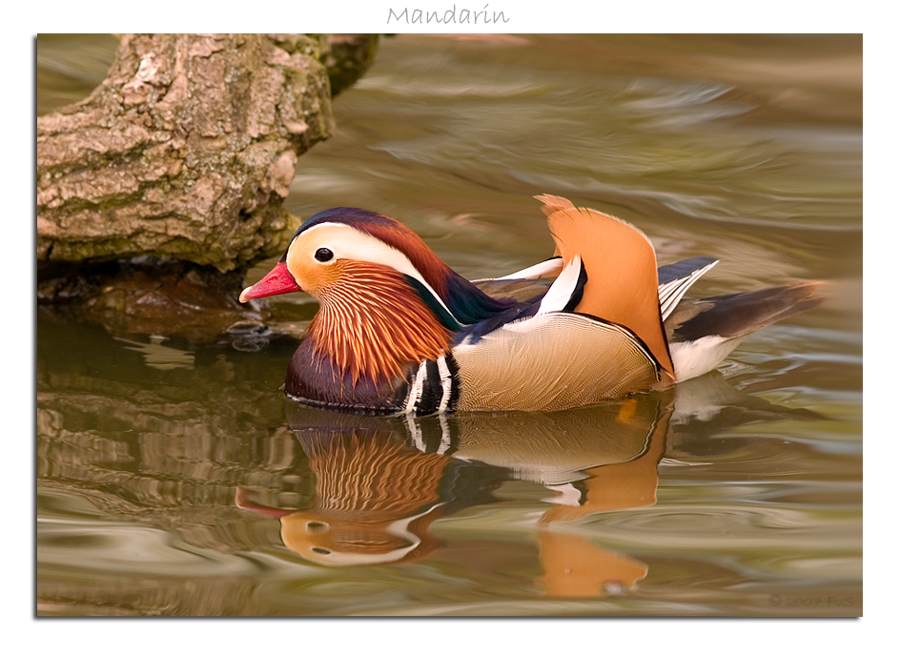 Mandarin