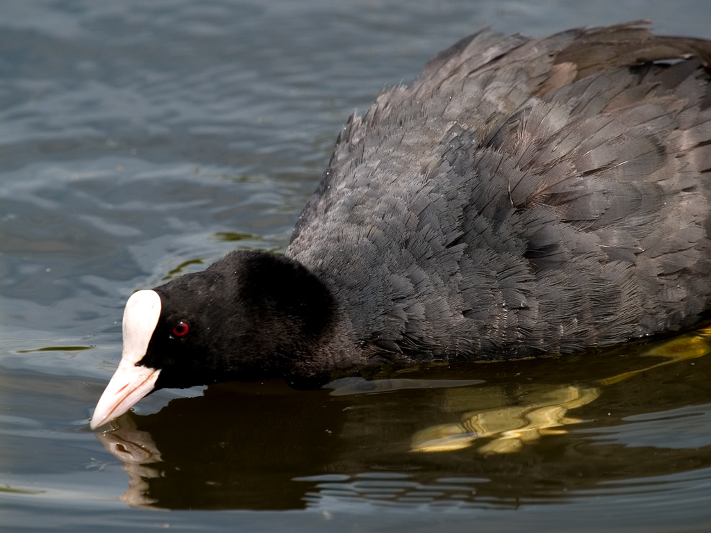 Coot (Fulica Atra)