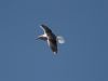 Herring Gull In Flight (Zilvermeeuw) by Fonzy -