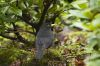 Turdus merula ( Merel)