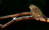 House Sparrow(female) by Fonzy -