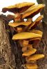 Mushrooms ( reloaded) by Fonzy -