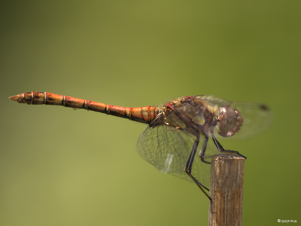 DragonFly (15)