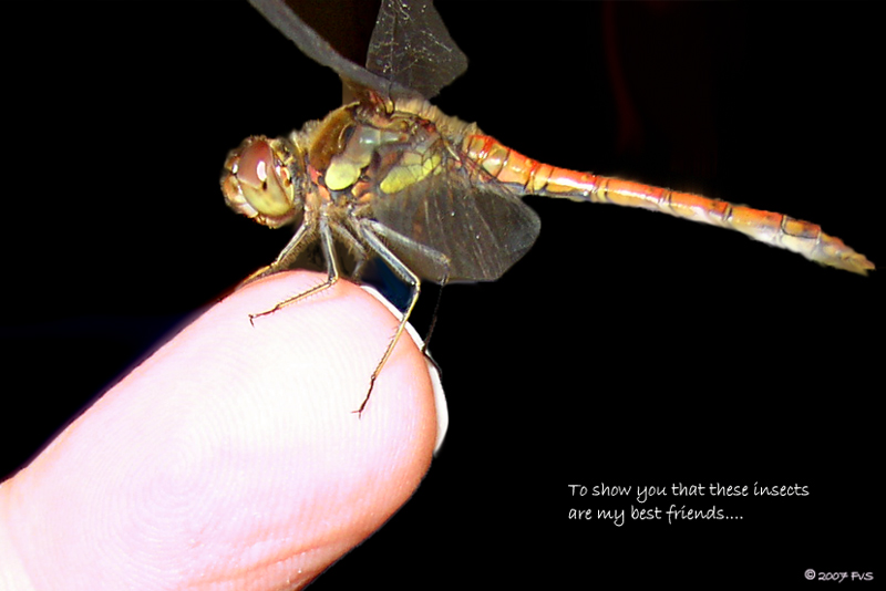 Friend on my fingertip