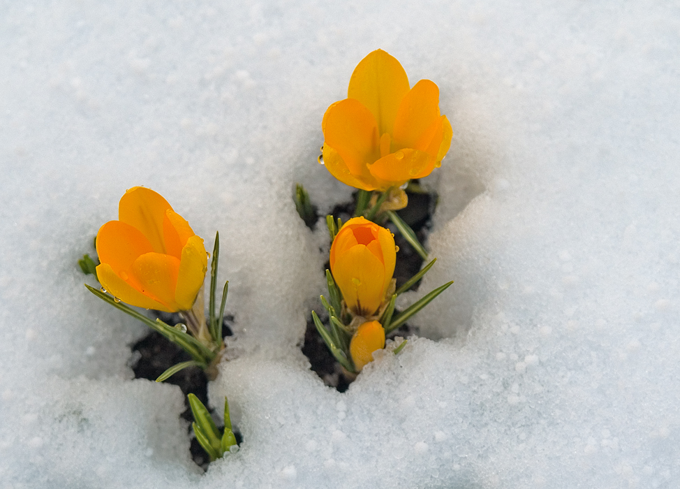 First flowers