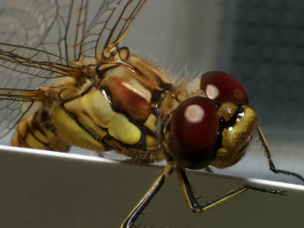 DragonFly on the edge