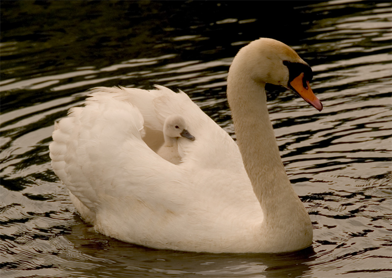 Free ride