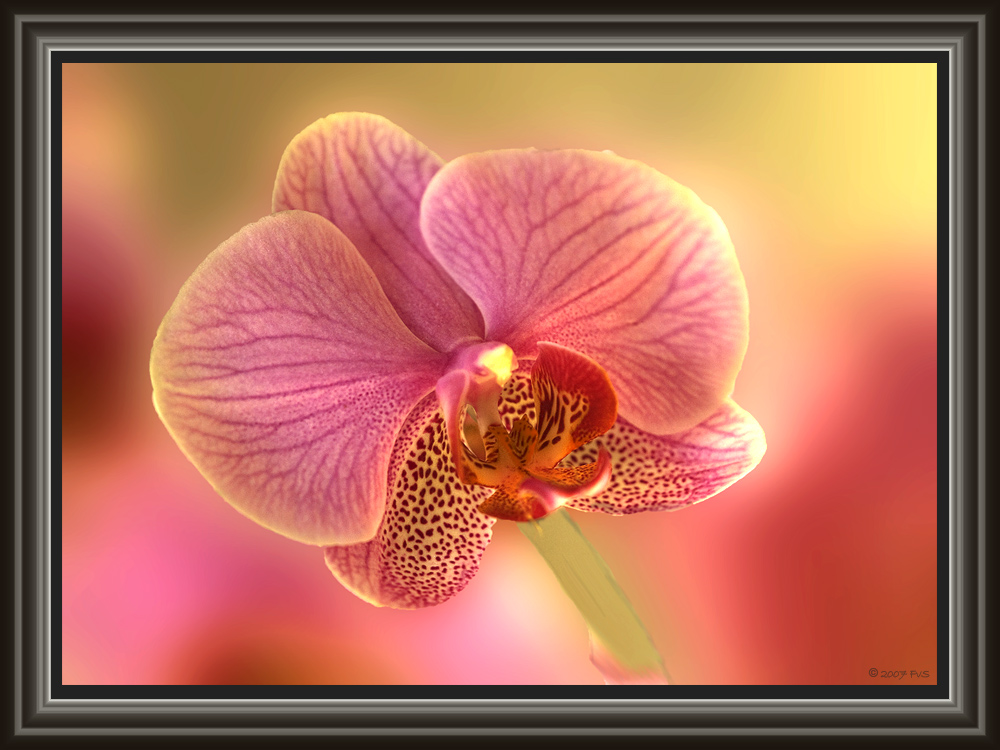 Orchid (6)