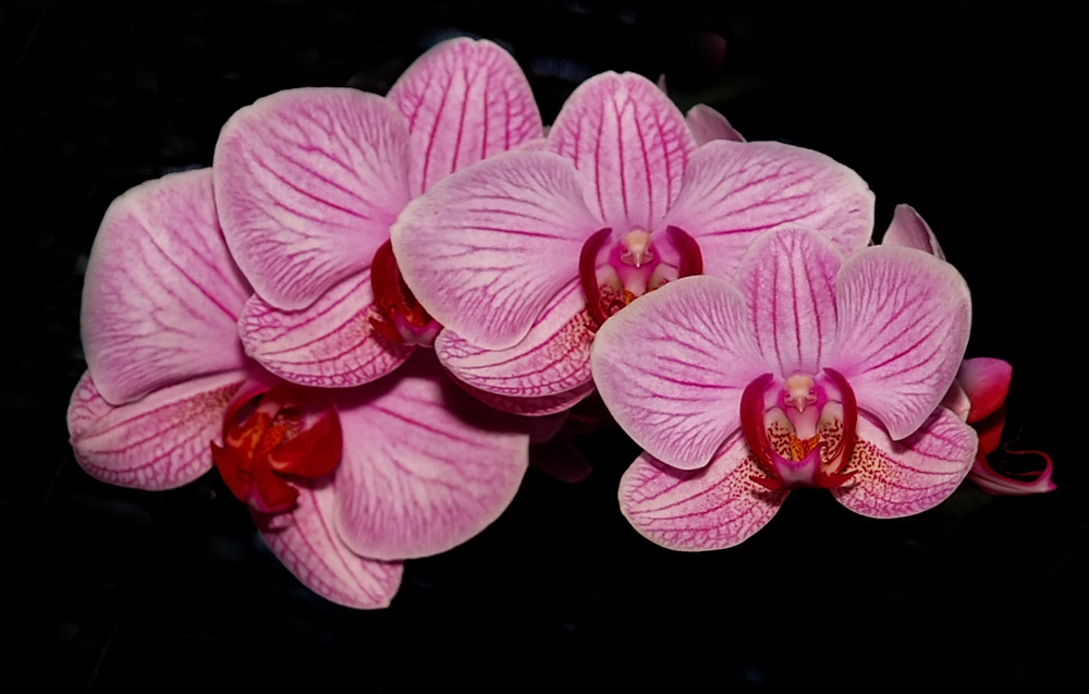 Orchid (5)