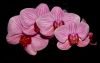 Orchid (5) by Fonzy -