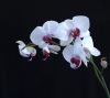 Orchid (3) by Fonzy -