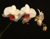 Orchid (4) by Fonzy -