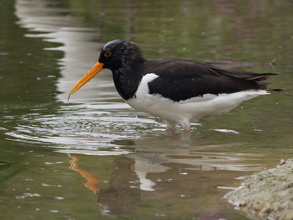 Oystercatcher