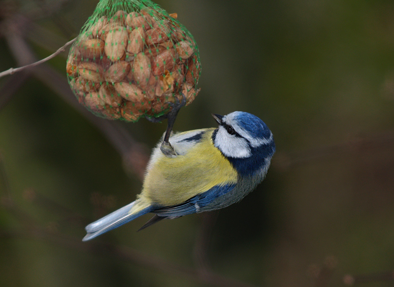 Blue tit (6)