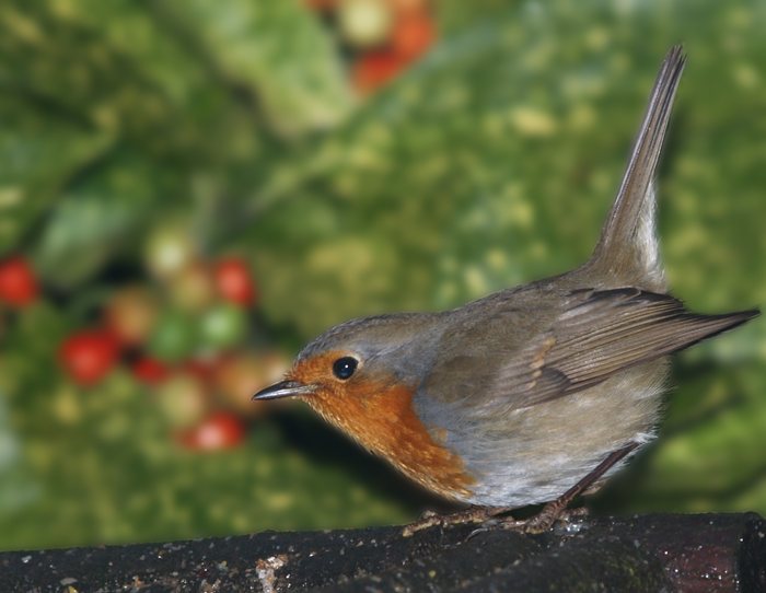 Robin at Dawn