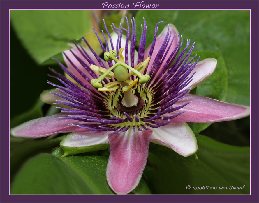 Passion Flower