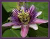 Passion Flower by Fonzy -