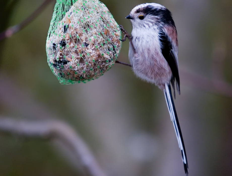 Long Tailed Tit