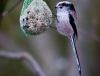 Long Tailed Tit by Fonzy -