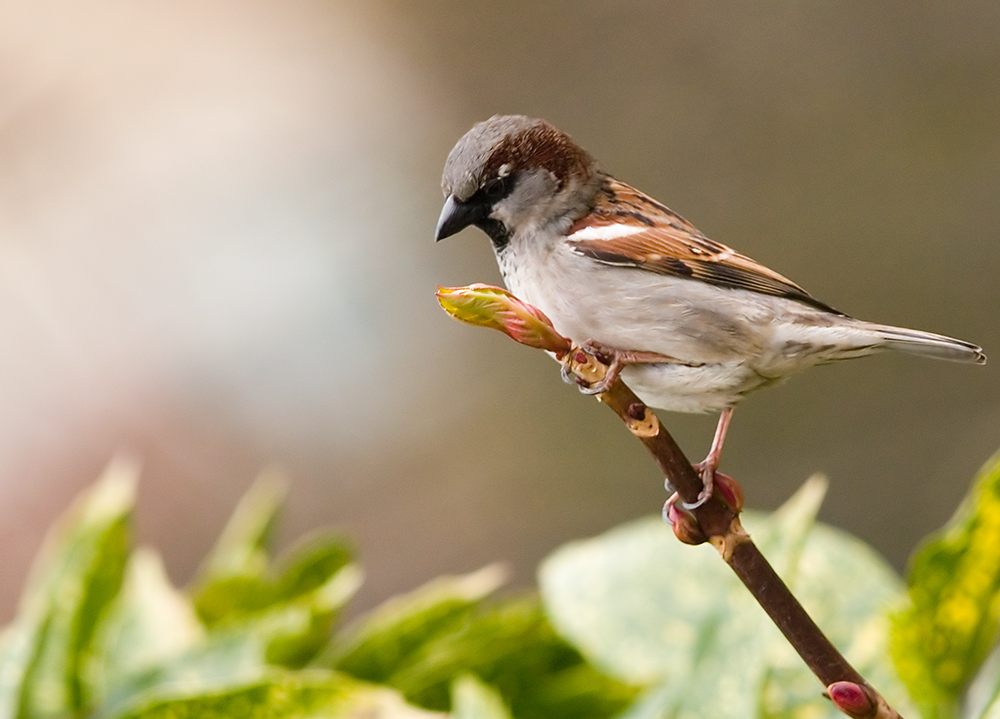 House Sparrow