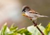 House Sparrow by Fonzy -