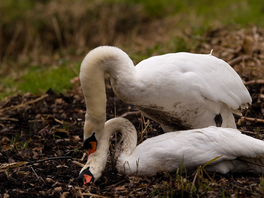 Fore play from a Swan(2)