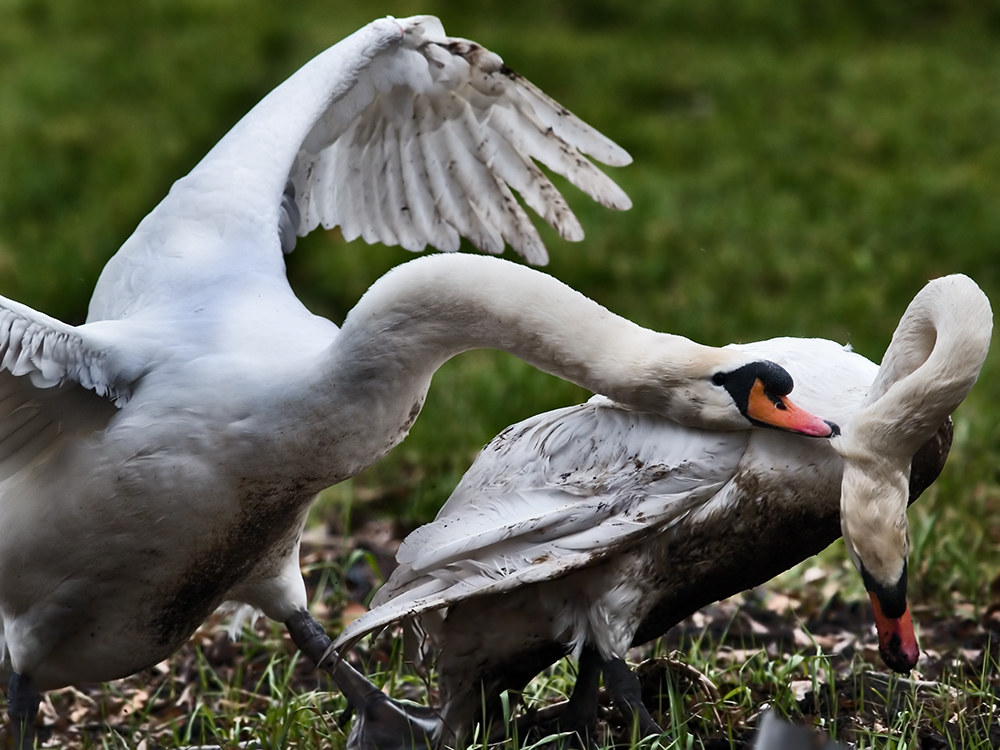 Fore Play from the Swan