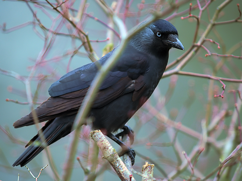 Jackdaw  Corvus monedula