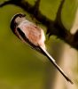 Long Tailed Tit (4) by Fonzy -