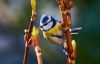 Blue Tit (5) by Fonzy -