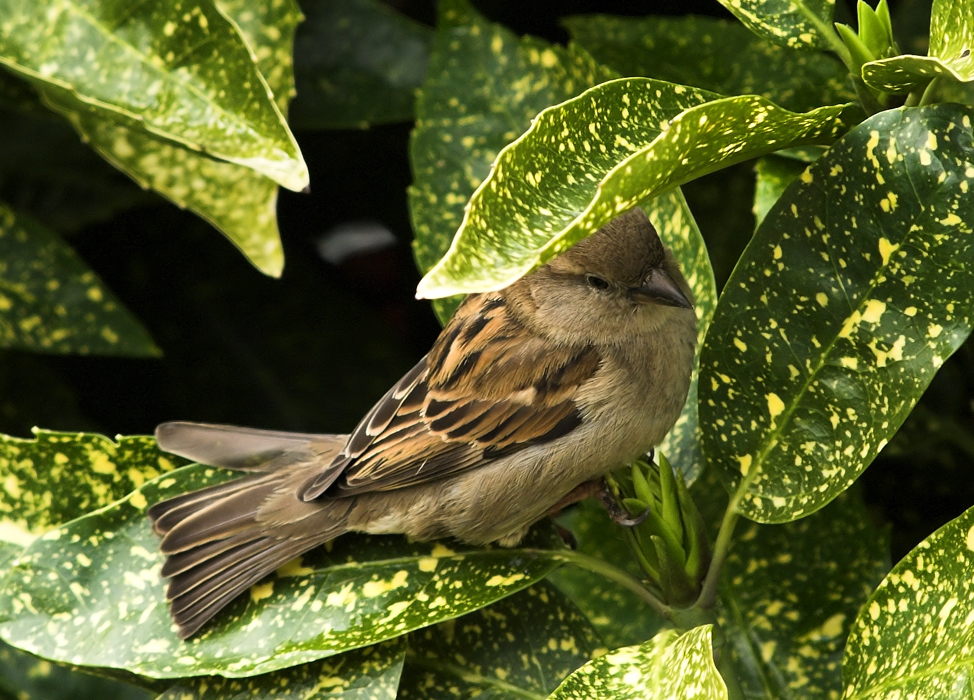 Sitting on a leaf....