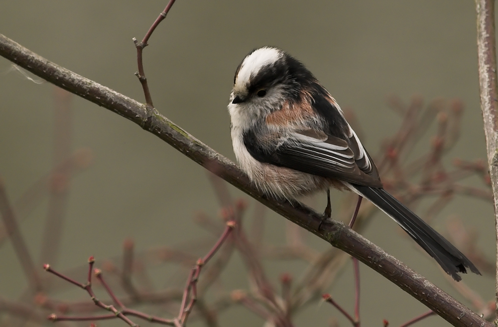 Long Tailed Tit (5)