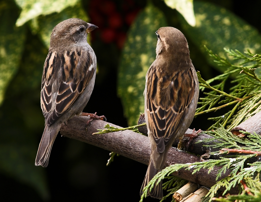 Bird Talk, Is Fons coming to feed us.