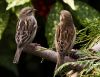 Bird Talk, Is Fons coming to feed us. by Fonzy -