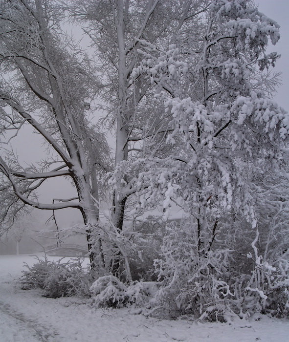 Winter scene