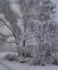 Winter scene by Fonzy -