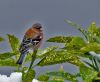 Chaffinch (2) by Fonzy -