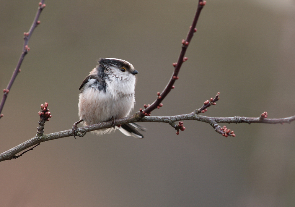 Long Tailed Tit (6)