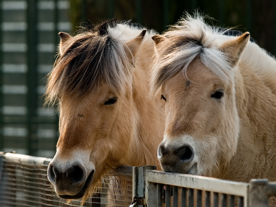 Horses