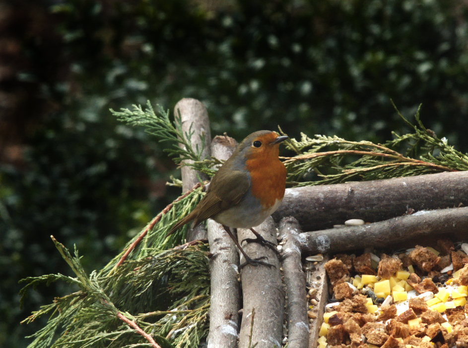 Red Robin